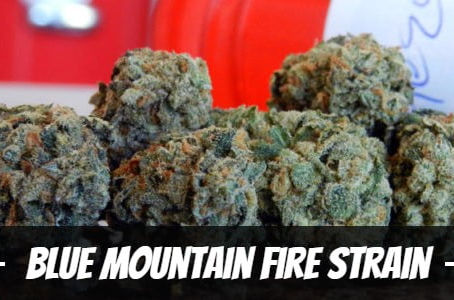 Blue Mountain Fire Strain
