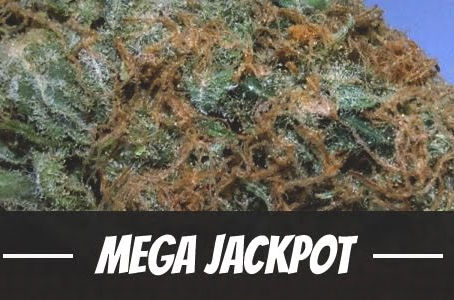 Mega Jackpot Strain
