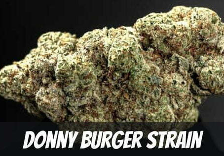 Donny Burger