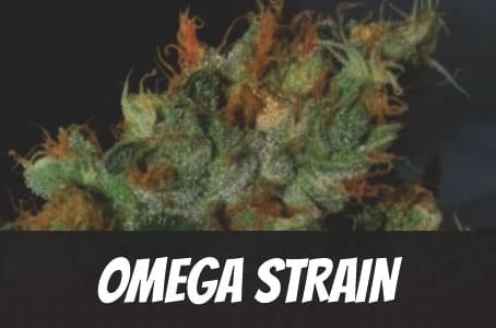 Omega Strain