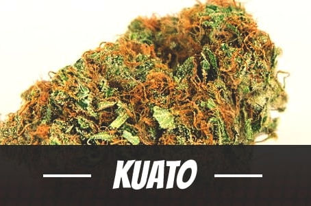 Kuato Strain
