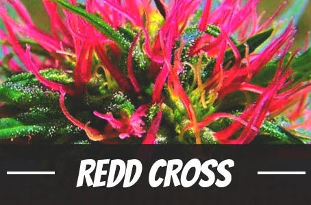 Redd Cross Strain