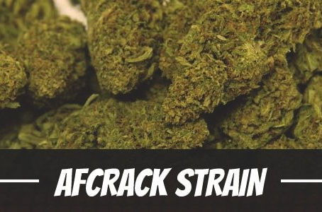 Afcrack Strain