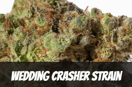 Wedding Crasher Strain