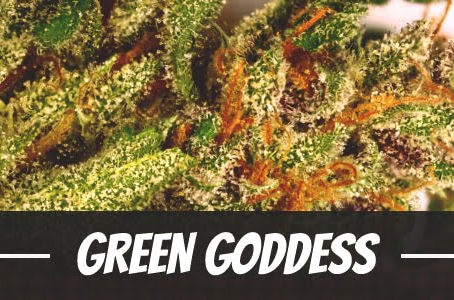 Green Goddess Strain