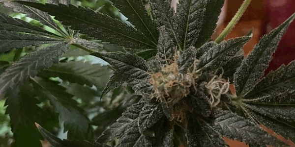 Flowering Animal Mints strain 