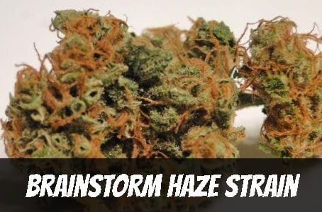 Brainstorm Haze Strain
