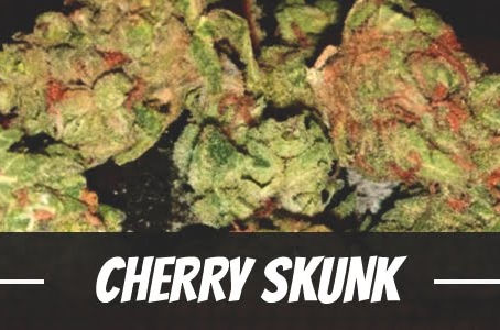 Cherry Skunk Strain