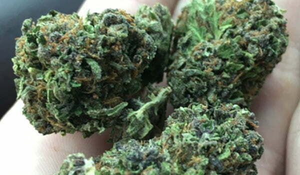Purple Gorilla Strain Growing