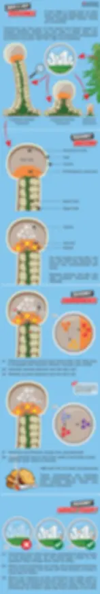 Infographic about trichomes on a cannabis plant