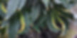 No cure for tobacco mosaic virus on marijuana plants