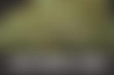 White Buffalo Strain