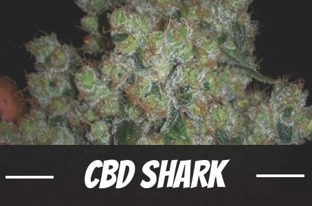 CBD Shark Strain