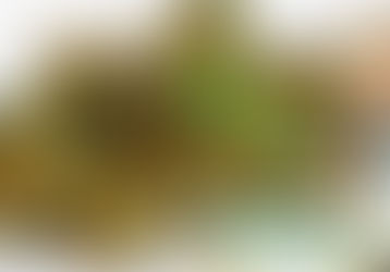 How much weed does one plant yield?