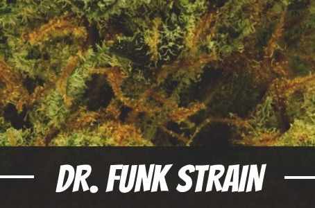 Dr. Funk Strain