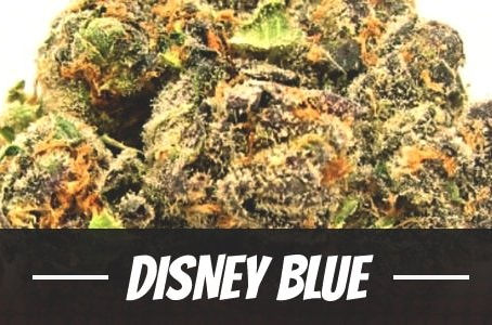 Disney Blue Strain