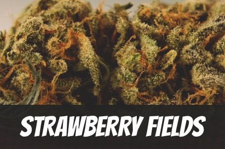 Strawberry Fields Strain
