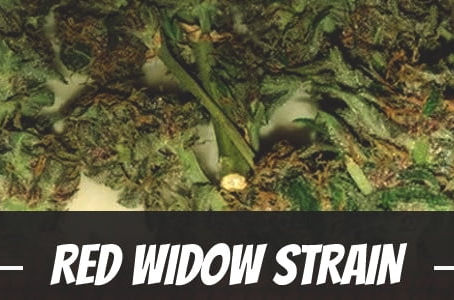 Red Widow Strain