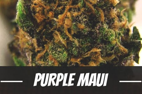 Purple Maui Strain