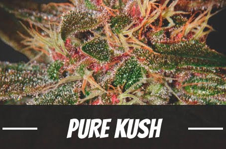 Pure Kush Strain