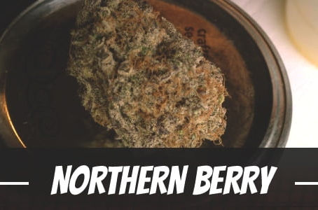 Northern Berry Strain