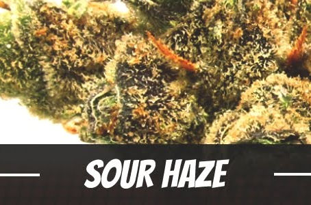Sour Haze Strain