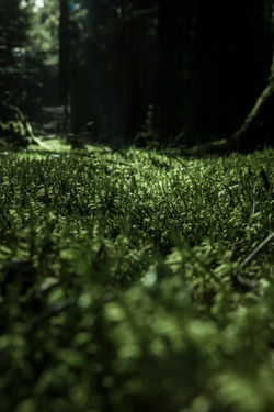 GREENEST FOREST