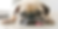 Inactive dog