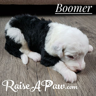 Boomer1.jpeg