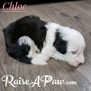 Chloe3.jpeg
