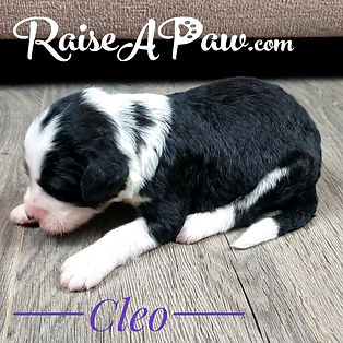Cleo2.jpeg