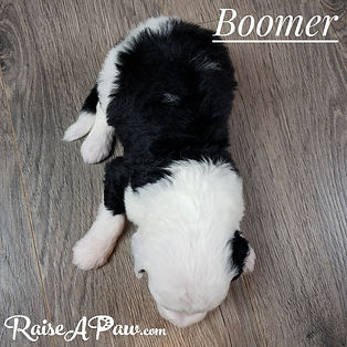Boomer3.jpeg