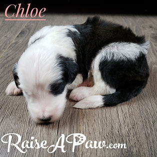 Chloe1.jpeg
