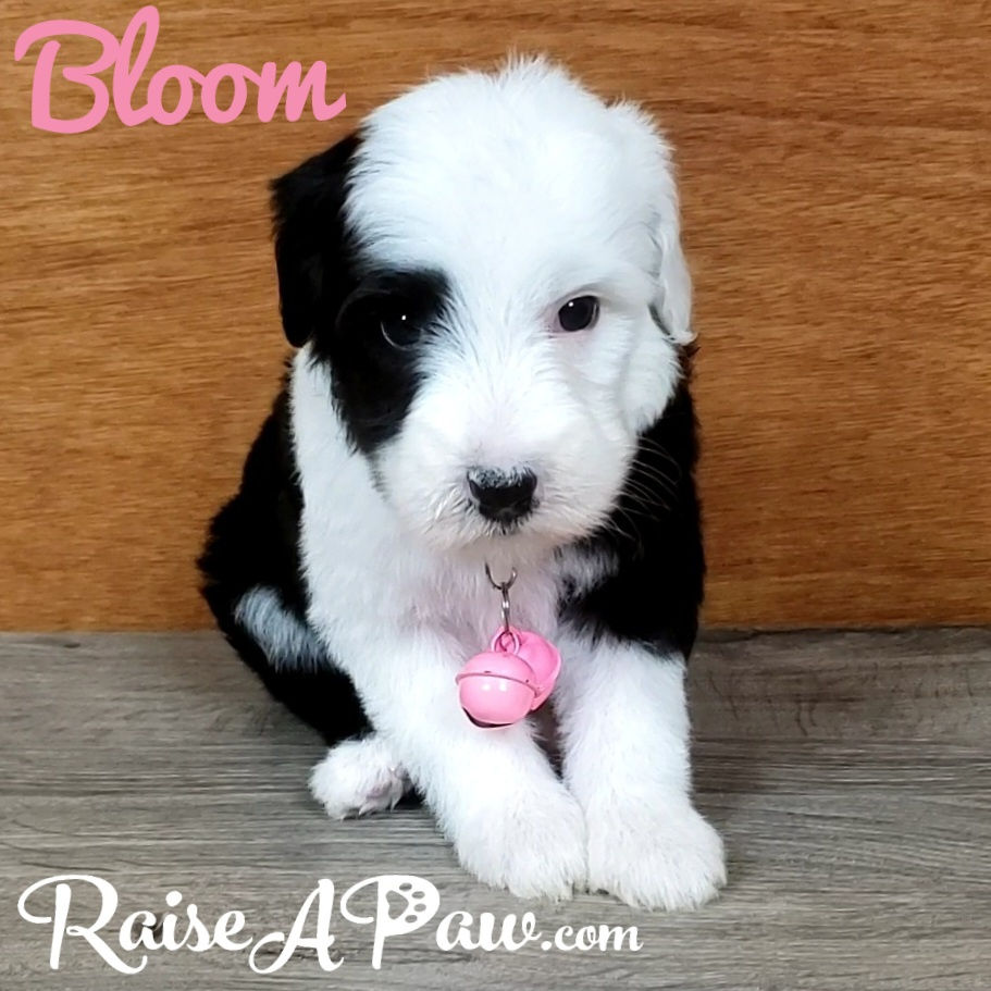 Bloom