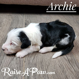 Archie1.jpeg