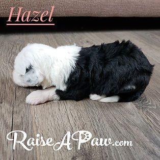 Hazel4.jpeg