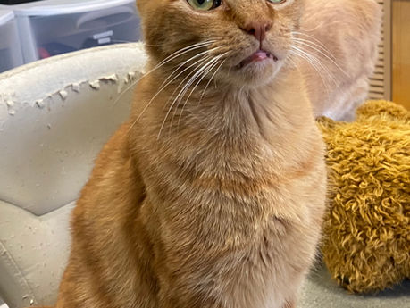 Why Adopt a Senior cat