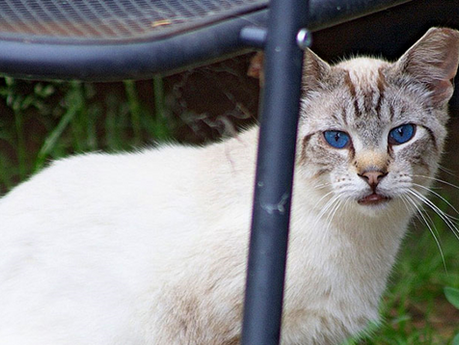HOW TO HELP YOUR LOCAL FERAL & STRAY CATS