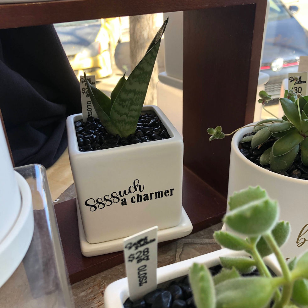 Thumbnail: Ssssuch a charmer (Snake Plant pot)