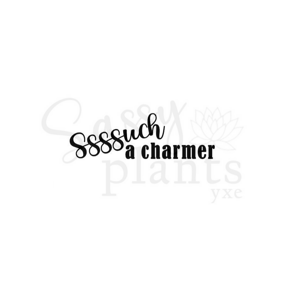 Thumbnail: Ssssuch a charmer (Snake Plant pot)