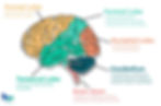 How Brain Function Affects Thinking, Emotions, and Behaviour