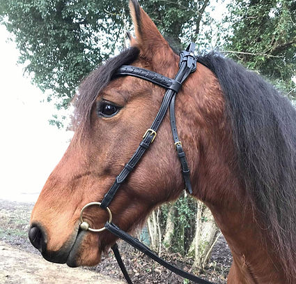Bridon noir sur mesure, avec frontal bombé aspect tressé, têtière anatomique réglable en largeur