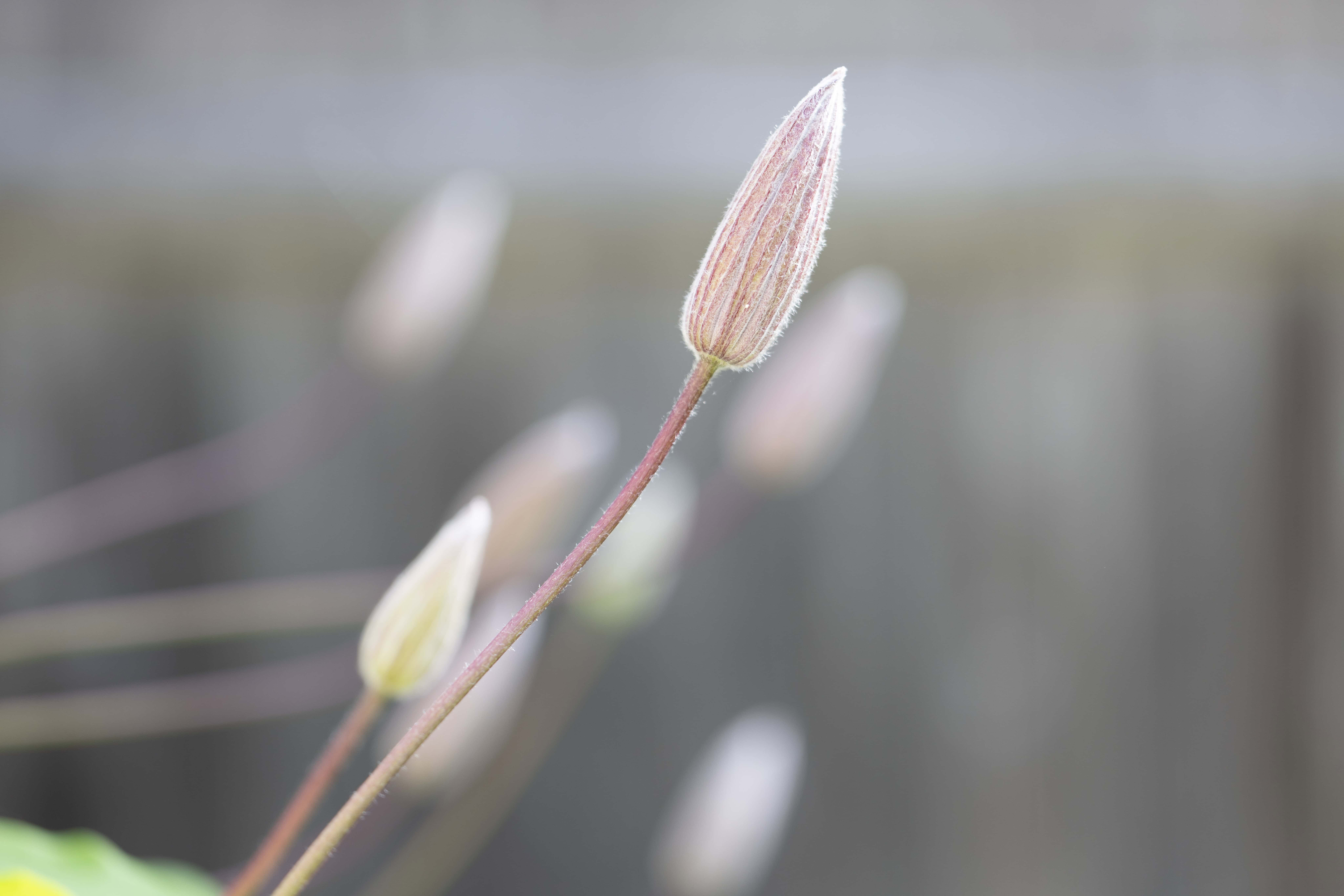 Clematis bud before it blooms