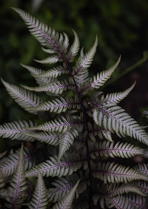 fancy_fern.jpg