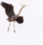 flying Great Blue Heron with twigs in beak