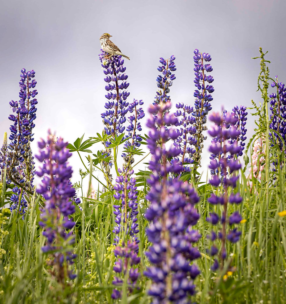 savannah sparrow on a lupine