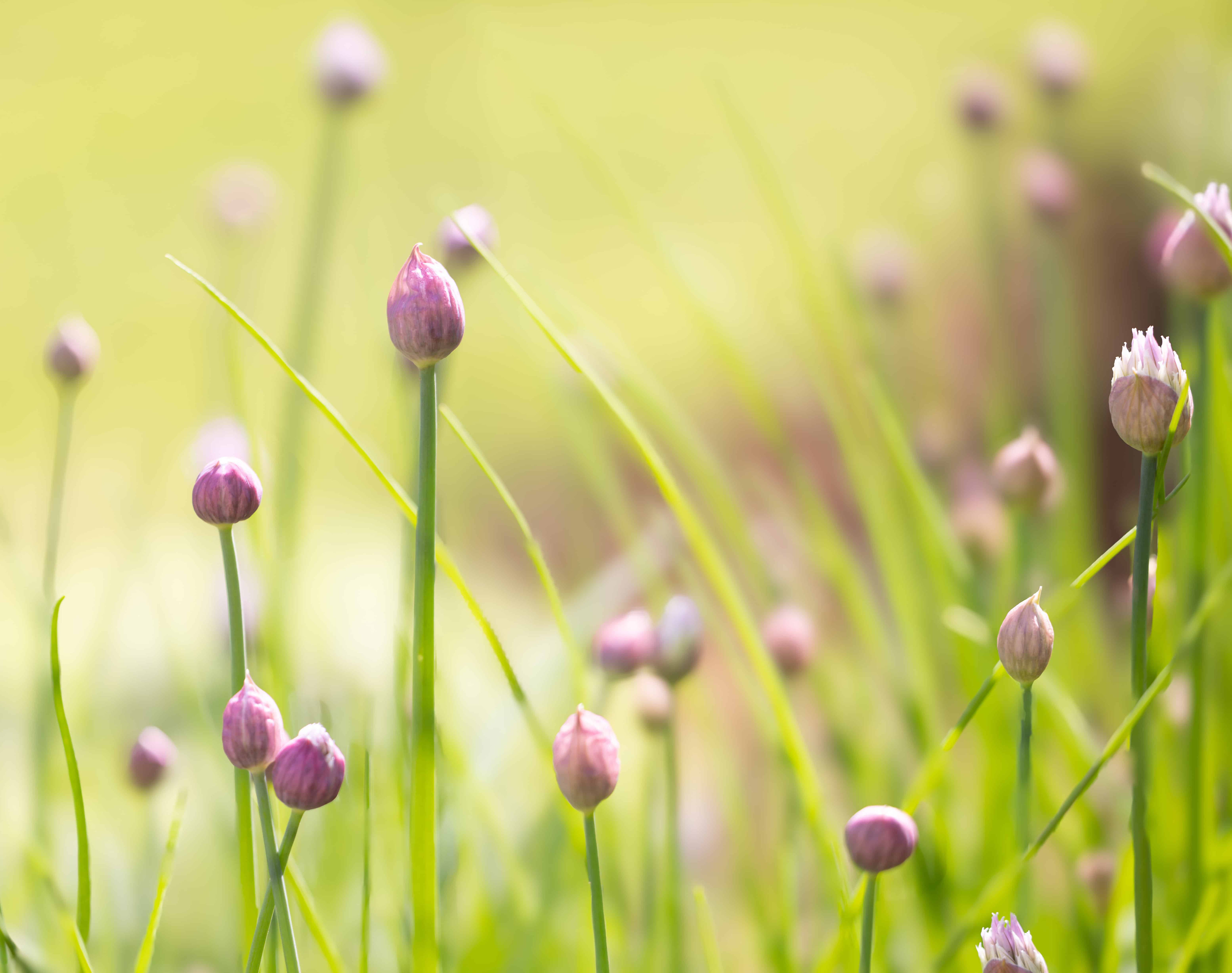 closeup of chives in a garden