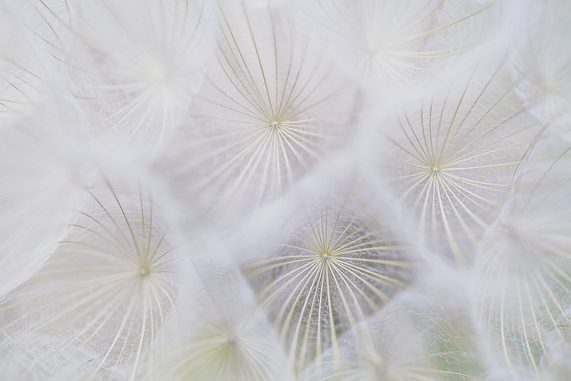 Close-up of seed heads_edited.jpg