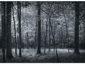 WEEK FORTY-NINE: A WALK IN THE PARK