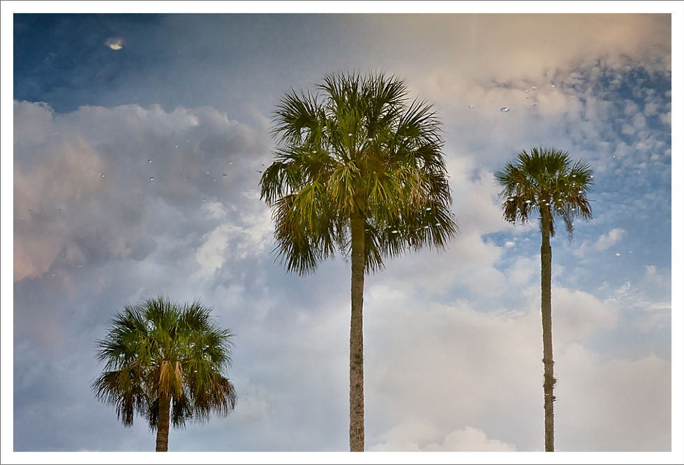 120413_Plantation_0008_palms